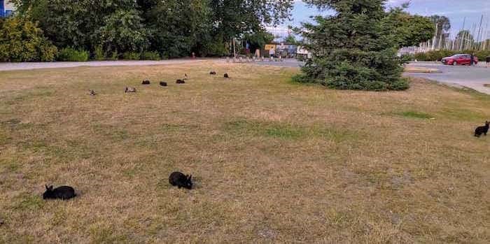 This Popular Vancouver Beach Has Hundreds Of Rabbits Hopping Around It