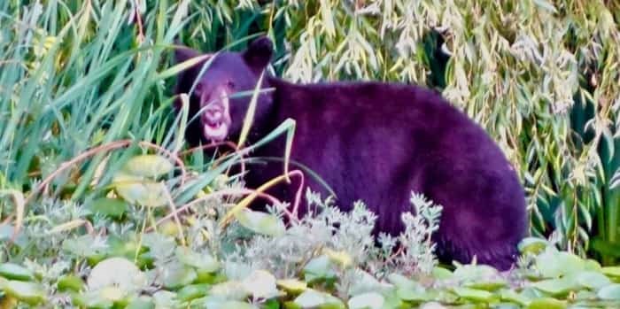  A black bear on the edge of the water at Deer Lake in Burnaby. Photo: John Preissl