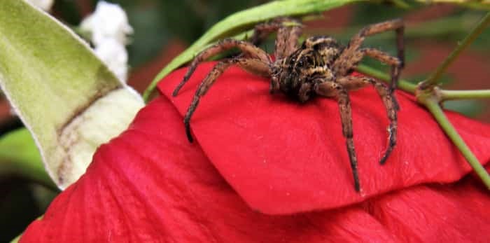 The Top 5 Freakiest Spiders To Spot In British Columbia