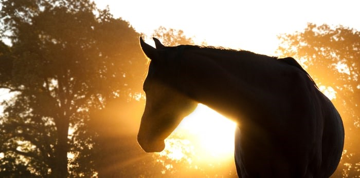  Authorities in northern B.C. are investigating the suspicious deaths of a horse and a bull, each found missing their genitals. Horse/Shutterstock