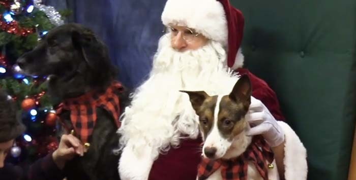  Penticton's SPCA was a full house Saturday with over 80 pets and their owners checking in for the annual SPCA photos with Santa Claus. Photo: Castanet