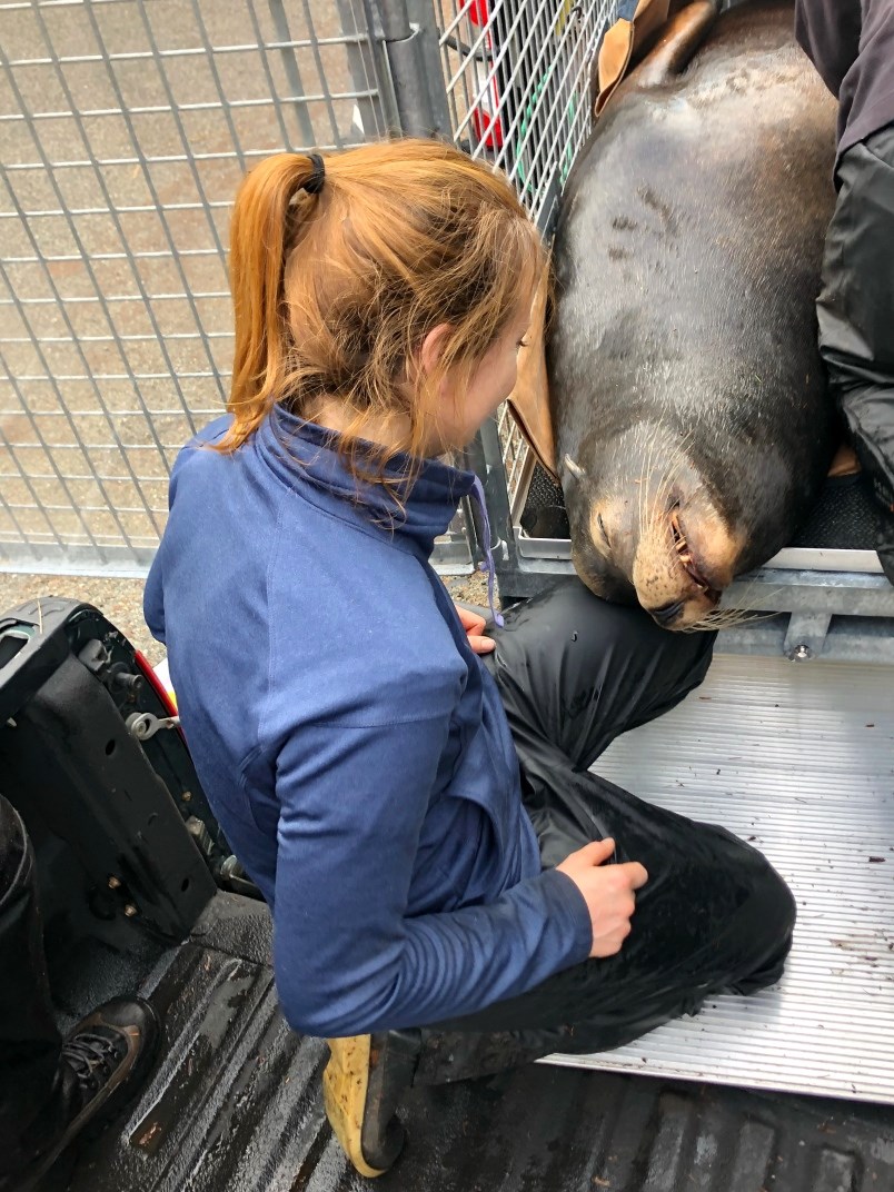 sea-lion