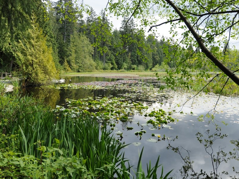 The city wants to hire a company to replace a culvert at Beaver Lake in Stanley Park that is regularly blocked by…beavers. Photo Dan Toulgoet