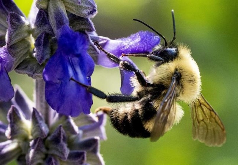 a-bee-gathers-pollen-from-a-flower-in-a-montreal-park-on-tuesday-july-30-2019-the-competition-ent