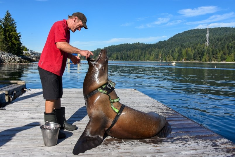 a-trainer-checks-the-gums-and-teeth-of-one-of-the-four-sea-lions-shipped-to-the-vancouver-aquarium-f