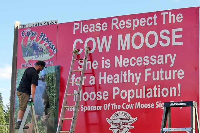 cow-moose