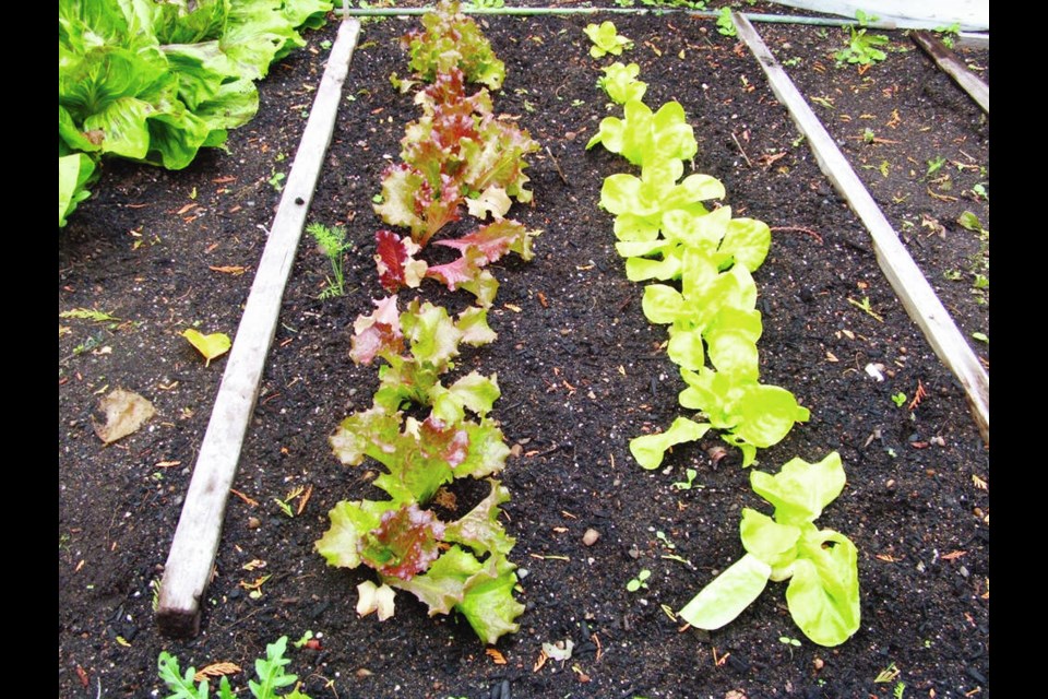 Fall and winter greens with thin leaves, like spinach, lettuce, and chard, can be damaged in heavy, prolonged rains. These winter lettuces, shown at the end of September, have been arranged in two rows that will be simple to protect with plastic tunnelling in challenging weather conditions. Helen Chesnut 