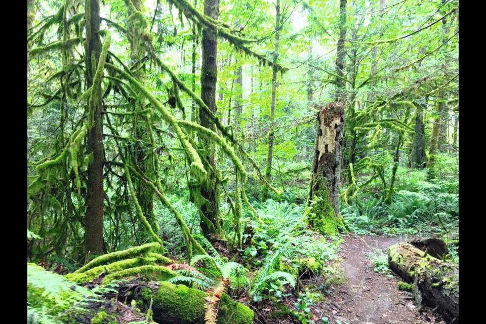 Known as the Mountain Road Forest, the land that will become a regional park includes a Garry oak meadow and rocky outcrop, among Canada's most imperiled ecosystems. Habitat Acquisition Trust 