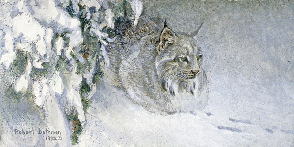 web1_95-17-lynx-crouching-bateman