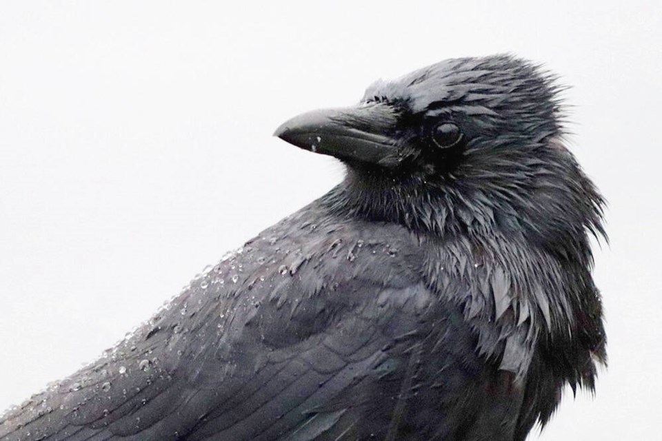 Vancouver photographer's video of ravens playing like puppies in