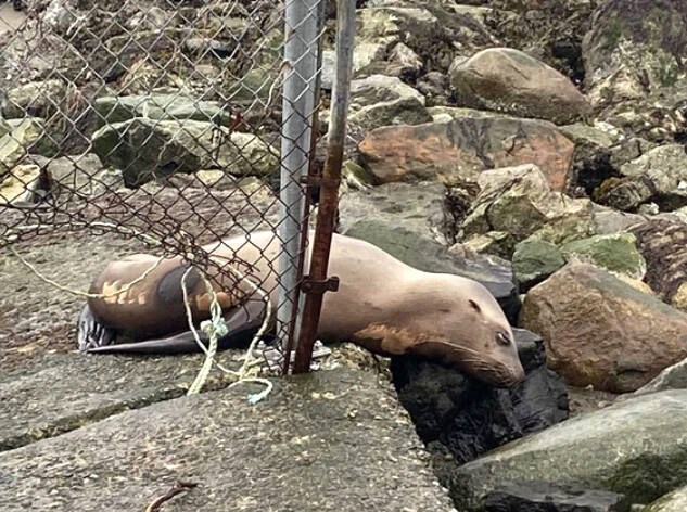 web1_03212022-sea-lion