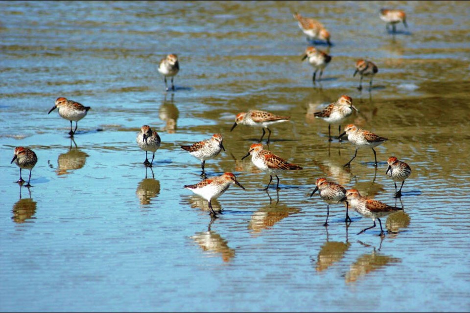 About 30 species, including western sandpipers, visit Pacific Rim National Park Reserve beaches annually. Parks Canada 