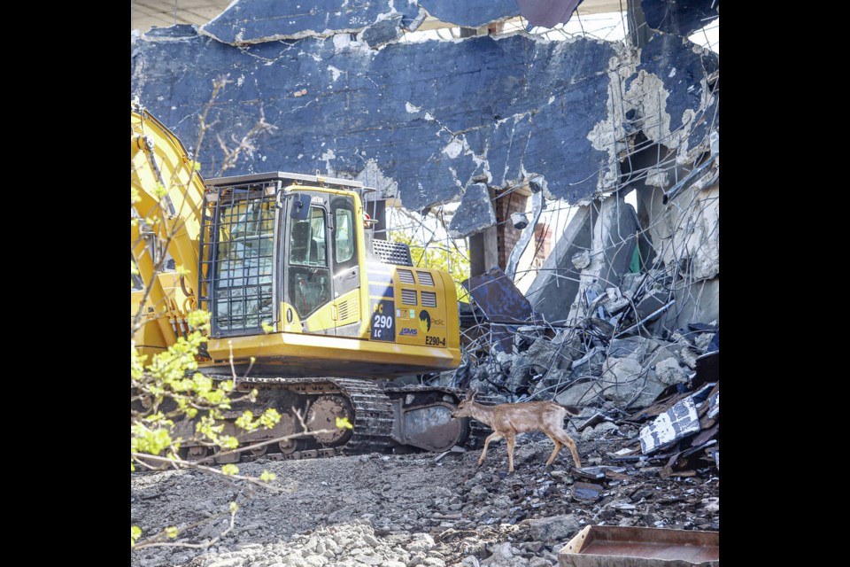 A deer walks by as crews get to work Wednesday tearing down the former Oak Bay Lodge on Cadboro Bay Road. There are still no firm plans for what will be built on the site.	DARREN STONE, TIMES COLONIST 