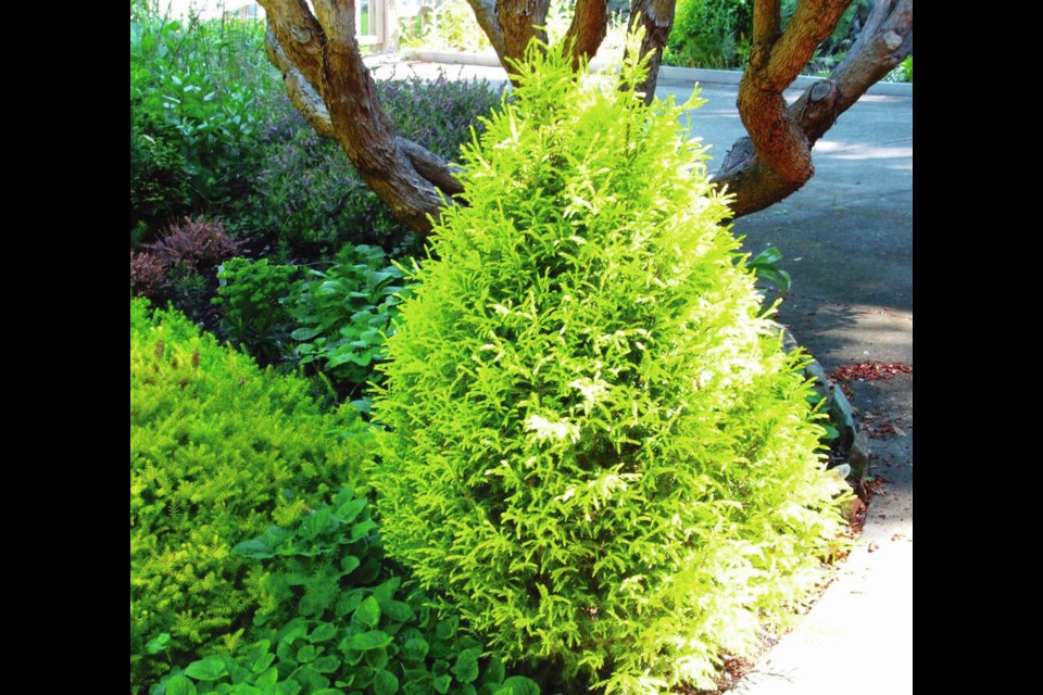 Left: When this Gold Cone juniper became splayed out by harsh weather, tying it loosely back together allowed it to retrain into its former pleasing shape. Right: A recent severe wind storm flattened most of this tall rosemary hedge. HELEN CHESNUT