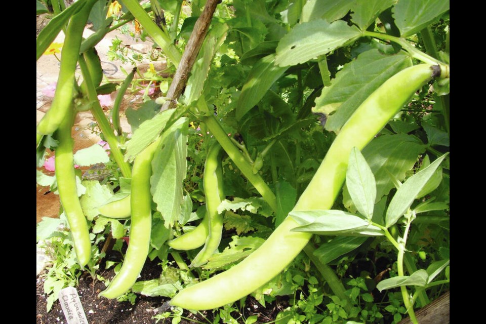 早播的蚕豆可以在7月的第一周收获。海伦CHESNUT
