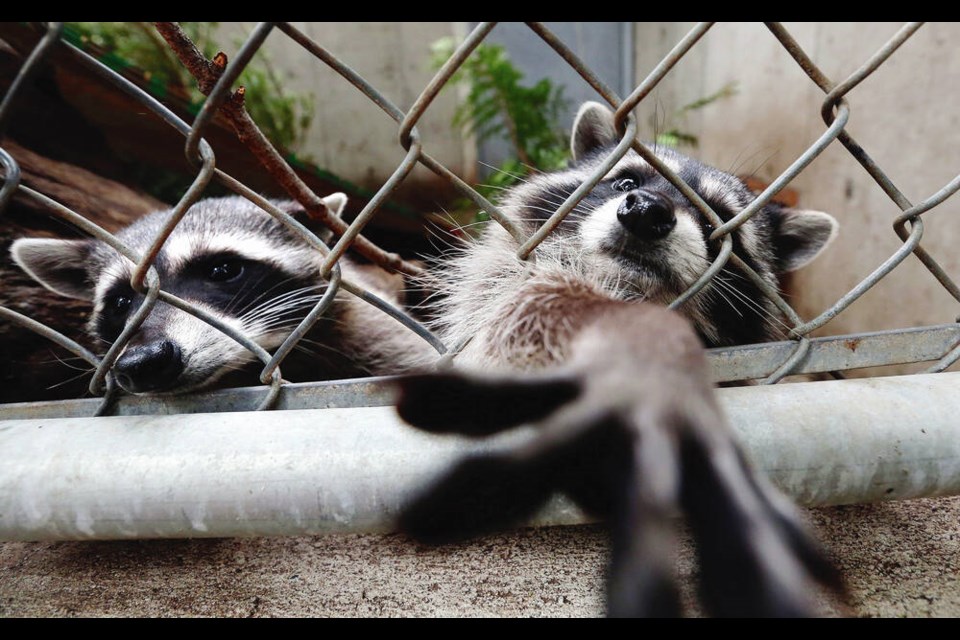 The SPCA's Wild Animal Recovery Centre takes in all sorts of sick and injured animals, from curious raccoons to bald eagles and baby seals. ADRIAN LAM, TIMES COLONIST 