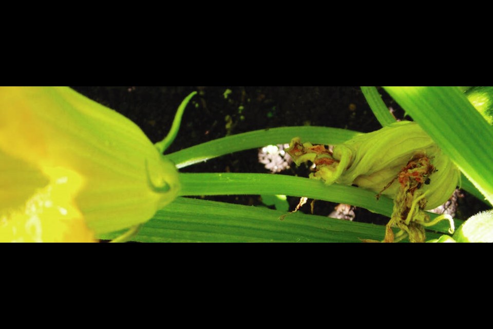 携带花粉的雄性西葫芦花通常比雌性西葫芦花先开花。它们有又长又直的茎。海伦CHESNUT