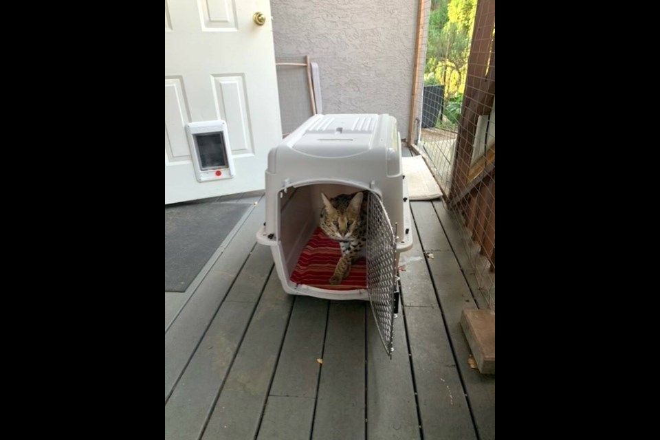 Cassia back at home in her crate. Via Sylvia Lammers 