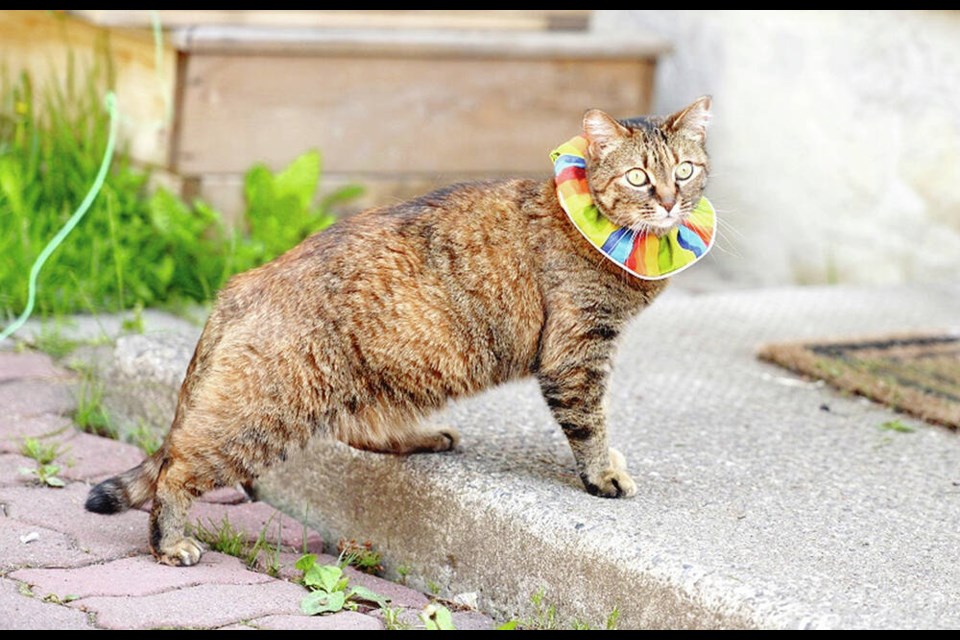 Pekoe, a female house cat, wears a rainbow collar to warn birds when she's outdoors. UNBC 