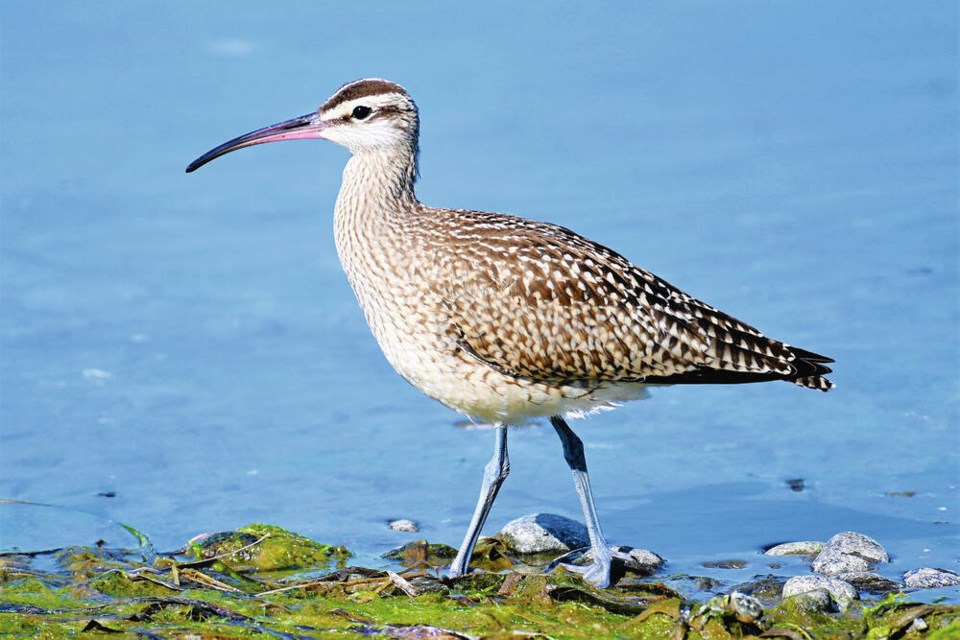 A whimbrel on the shore beside the Victoria Golf Course last fall. The large shorebirds flock to the fairways of the Victoria Golf Course during spring migration to Alaska in mid-April to late May. Smaller numbers return during fall migration. GEOFFREY NEWELL 