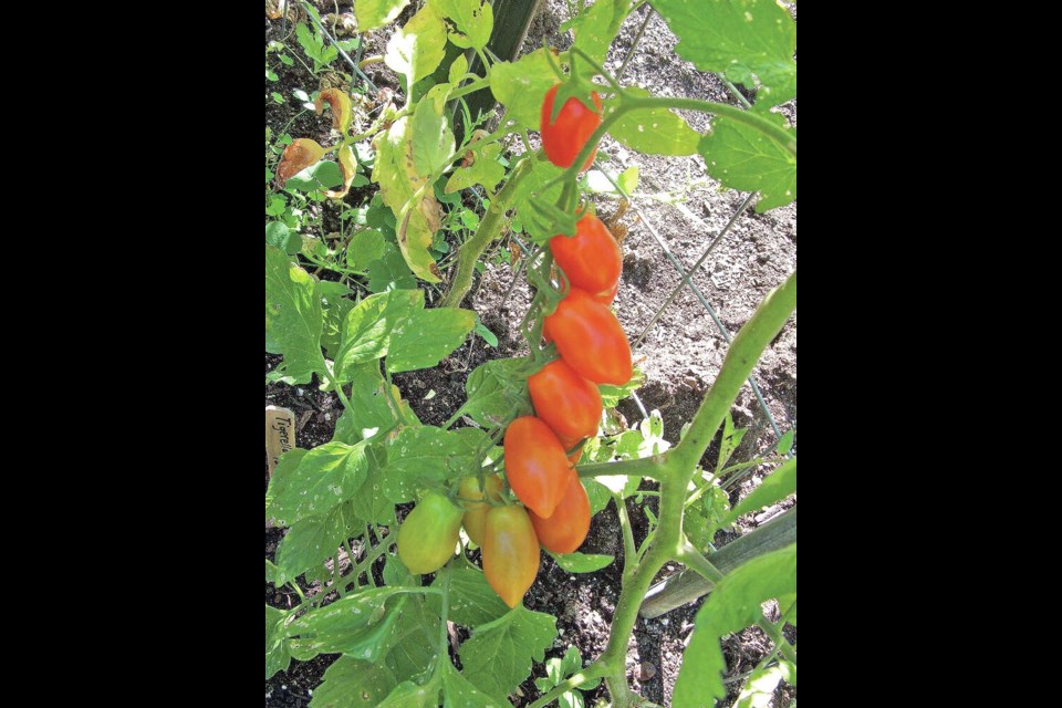 Helen Chesnut's Garden Notes: Covering crops best way to ward off