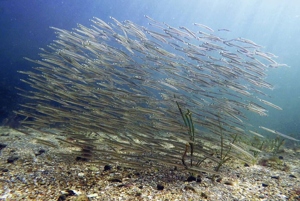 Can small fish bring sea change?
