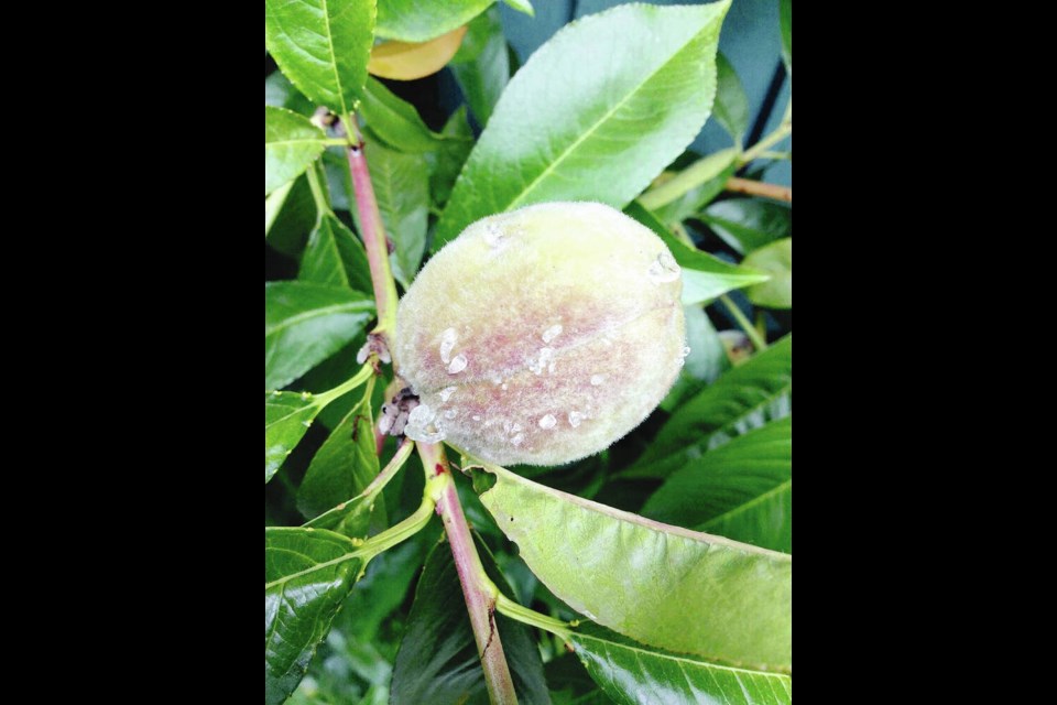 Droplets of sap on a new peach indicates insects feeding through pinprick holes made in the skin. LES D. 