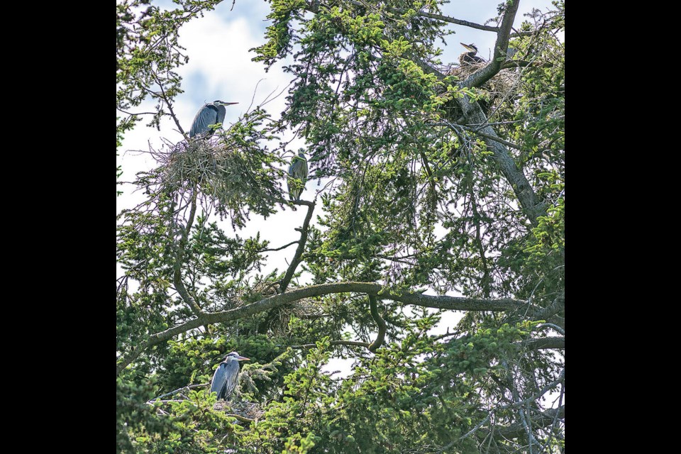 A heron colony in Douglas fir trees near the Cameron Bandshell in Beacon Hill Park.  DARREN STONE, TIMES COLONIST 