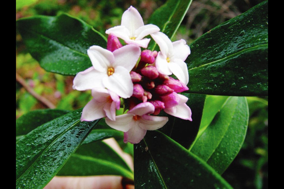 Winter daphne (Daphne odora) blooms in late winter with clusters of exquisitely fragrant flowers. The plants are currently difficult to find. HELEN CHESNUT 