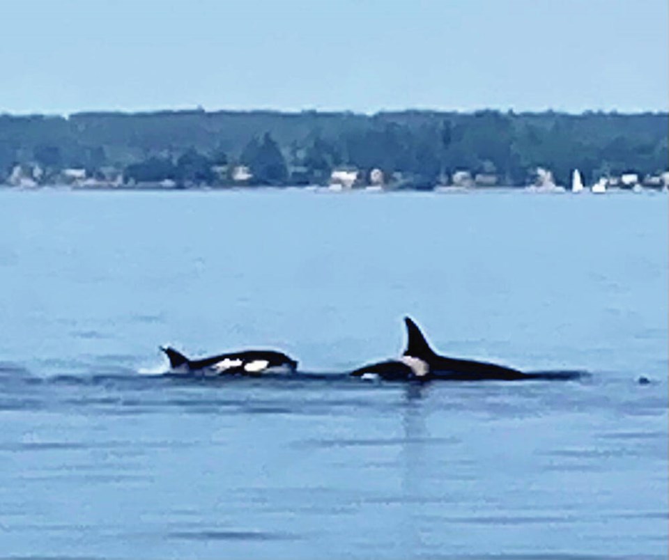 web1_orcas