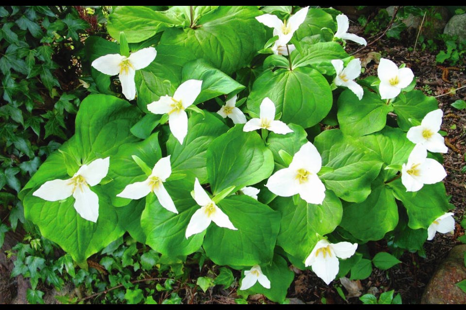 As trillium plants finish flowering and begin to lose their fresh beauty, keeping the foliage intact while it remains green will help to nourish the root system for another attractive display the following year. HELEN CHESNUT 