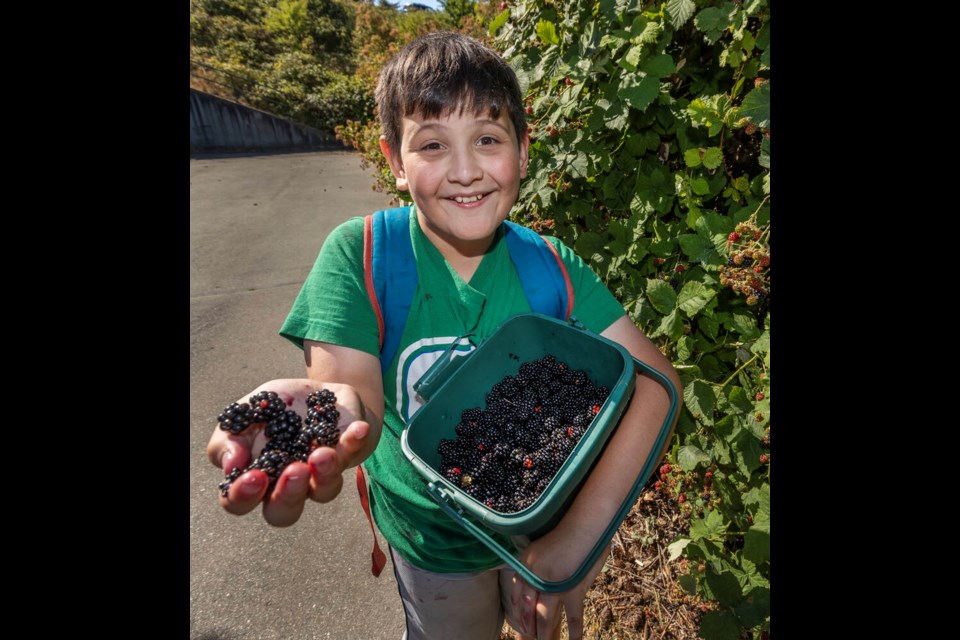 Brandon Hutchinson shows off some of the blackberries he picked near the Victoria General Hospital in View Royal this week. DARREN STONE, TIMES COLONIST 