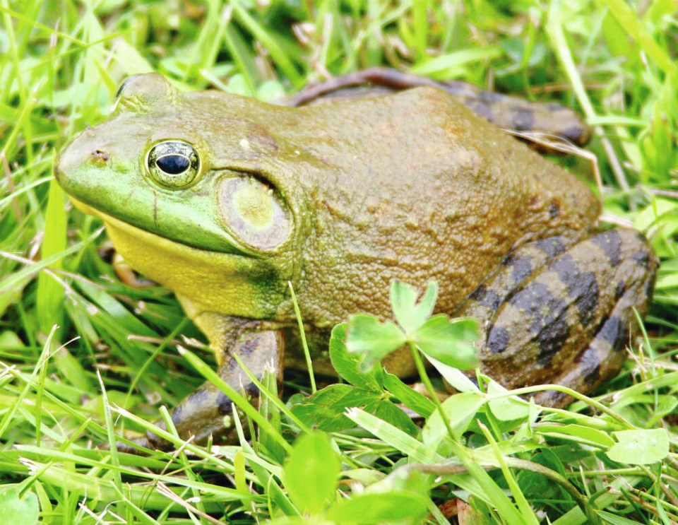 Frog fisher wins approval from North Cowichan council - Victoria Times ...