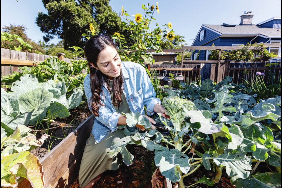 Samantha Gambling, project ­co-ordinator of the B.C. chapter of the Coalition for Healthy School Food, harvests broccoli from her garden in Victoria. Gambling says schools need time to gear up to use the new provincial money if they don’t already have gardens or indoor eating areas or kitchens to prepare food.	 DARREN STONE, TIMES COLONIST 