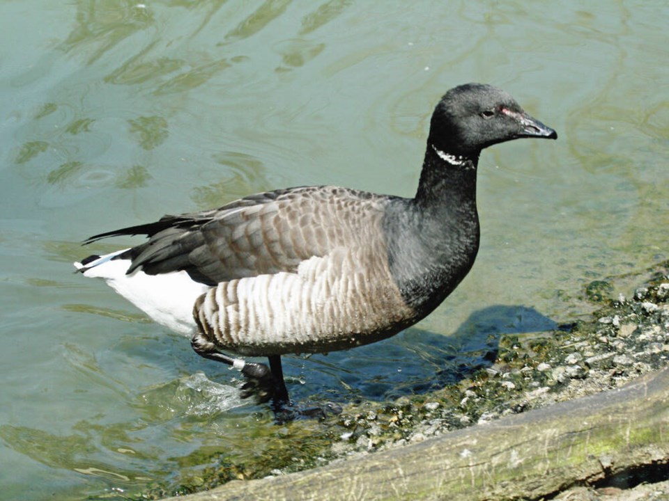 web1_brant_-branta_bernicla-_rwd4