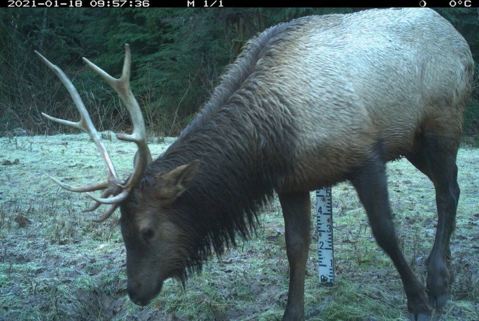 web1_roosevelt-elk-5---seymour-water-supply-area---male