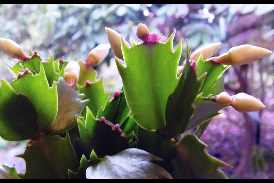 A young holiday cactus plant is beginning to bloom. The pointed, claw-shaped projections on the leaf edges indicates that this one is a Thanksgiving, or “crab claw” cactus. HELEN CHESNUT 