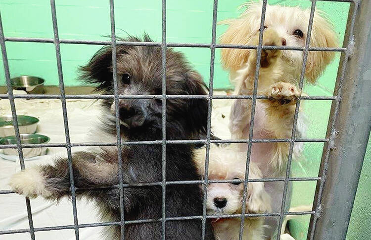 B.C. SPCA seizes 44 animals from house with ‘carpet of feces ...