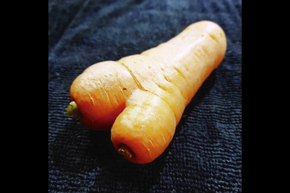 Helen Chesnut's Garden Notes: To stave off carrot fly, keep crop