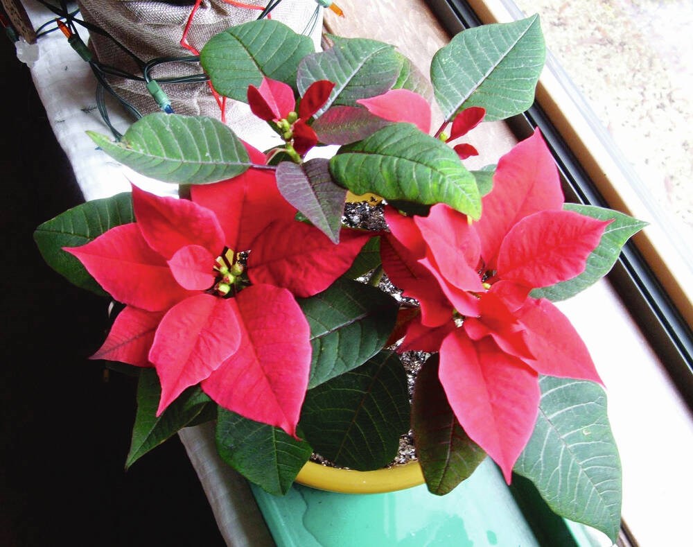 How to colour the bracts on a poinsettia - North Shore News