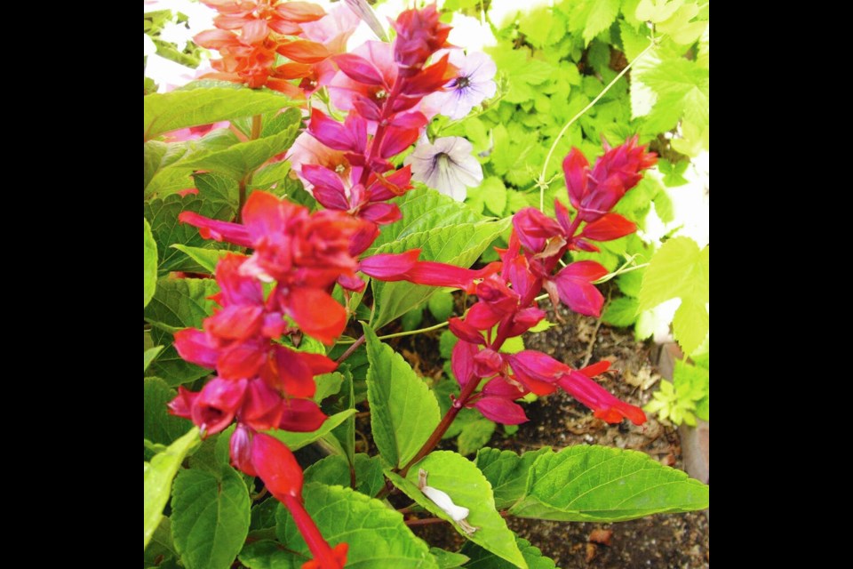 Rosy-violet overtones distinguish these red salvia blooms. HELEN CHESNUT  