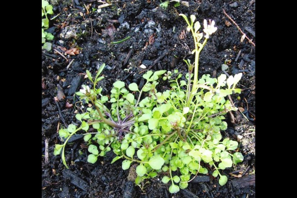 Hairy bittercress is a common weed known also as snapweed, popweed or shotweed for the plants’ habit of shooting seeds in a spring-like action from the pods. HELEN CHESNUT 