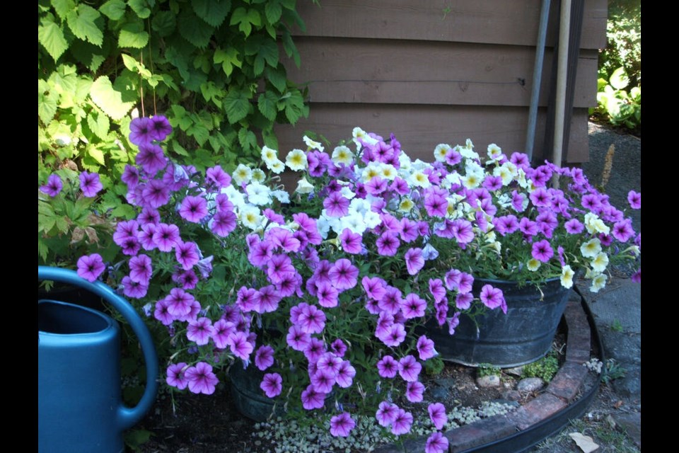 Large containers are the easiest to keep adequately watered in summer. These are Easy Wave petunias. Helen Chesnut photo. Garden column Wednesday, May 15. 