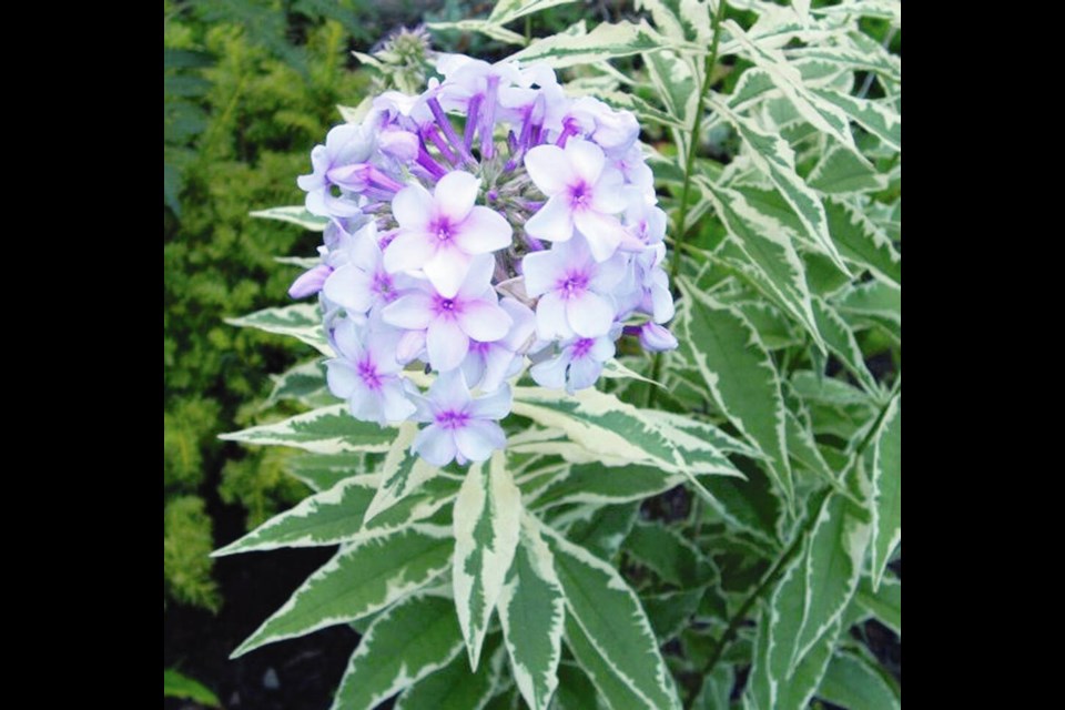 Garden phlox (Phlox paniculata) is one of the perennials that is sometimes pruned in May using the “Chelsea chop.” This variety, Norah Leigh, has variegated leaves. HELEN CHESNUT 