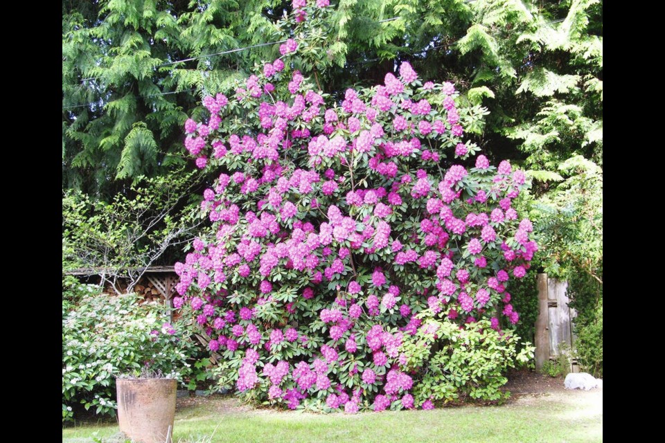 This large Cynthia rhododendron was propagated by layering from an older, parent plant. HELEN CHESNUT PHOTOS 