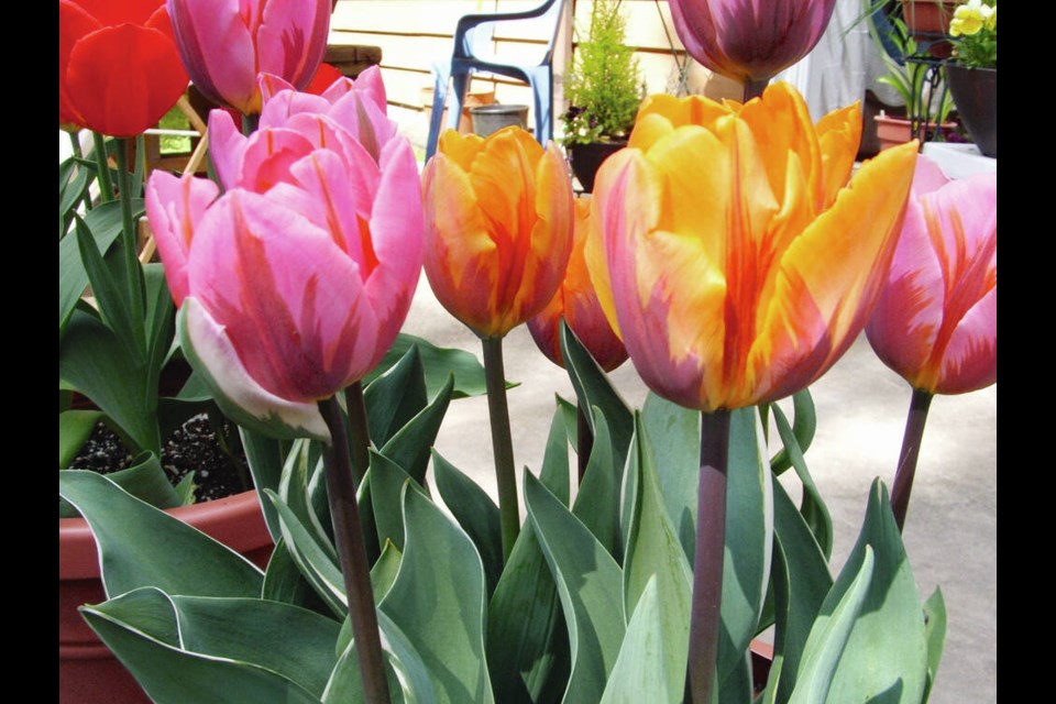 The potted bulbs that produced these tulips can be saved to flower again. Helen Chesnut photo. Garden column Wednesday, May 29. 