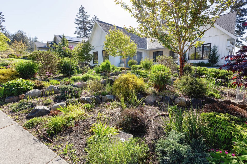 The garden includes about 30 different peonies. “The deer are quite relentless and ate many of them in the first years when the shoots were small. I have spent a lot of time 
chasing deer around the house,” said Sharon Brindley. PHOTOS BY DARREN STONE, TIMES COLONIST 