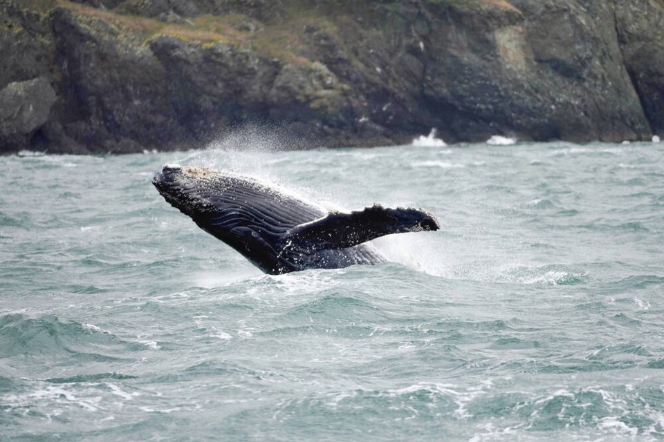 The first calf for Slits, an 11-year-old humpback, breaches off San Juan Island on June 4. MICHAEL KURBATOFF, PRINCE OF WHALES 