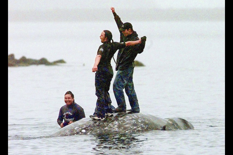 Makah whalers with the ­carcass of a gray whale at Neah Bay, ­Washington, on May 17, 1999. It was the Makah Tribe’s most recent sanctioned whale hunt. ELAINE THOMPSON, AP FILE 
