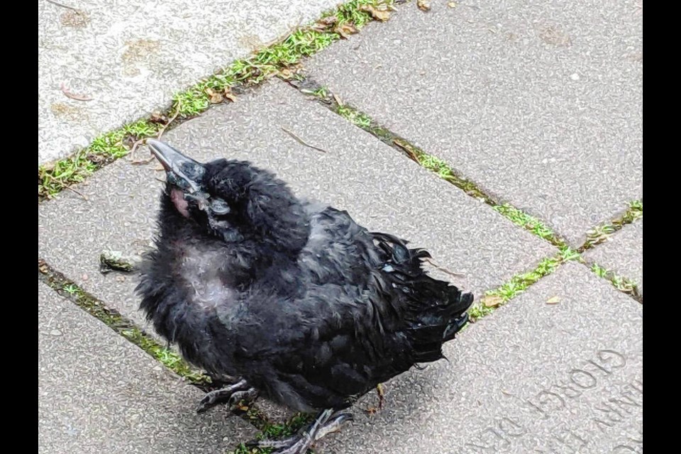 A baby crow on the ground in Esquimalt’s Memorial Park showed signs of burns on its eye and neck on Sunday morning.	MARY JANACK 